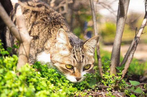 春の日差しの中の猫 猫,お散歩,ふわふわの写真素材