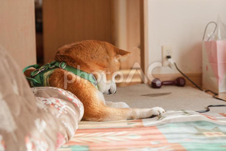 毛繕いが終わってほっとひと息つく柴犬 柴犬,しばいぬ,日本犬の写真素材
