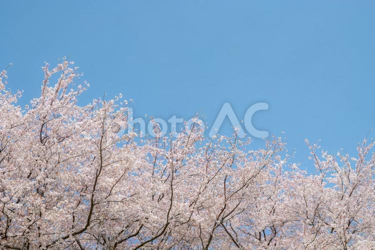 桜の木と青空の風景 桜,青空,春の写真素材