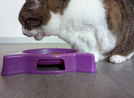 キャットフード カリカリを食べる保護猫 キャットフード カリカリを食べる保護猫の写真