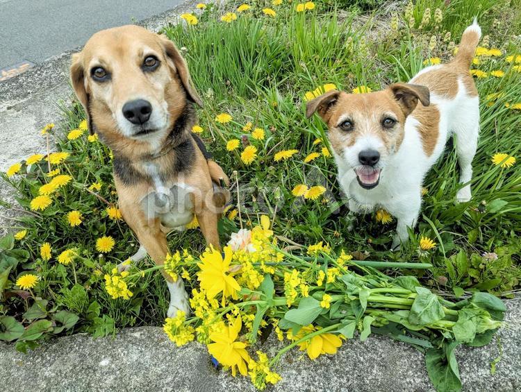たんぽぽ畑と菜の花の花束 犬,ビーグル,ジャックラッセルテリアの写真素材