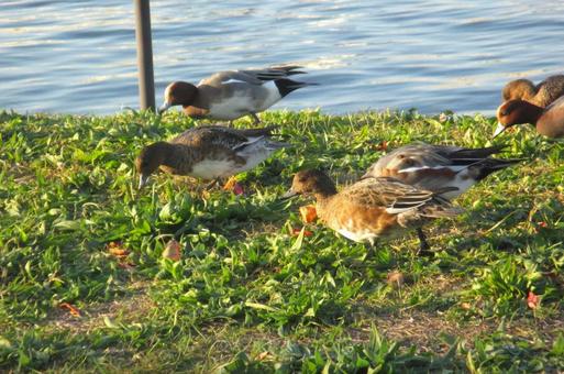 カモ カモ,鴨,鳥の写真素材