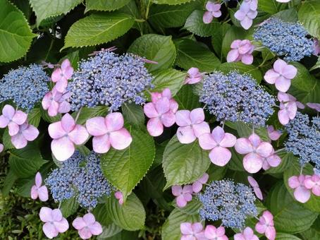 Hydrangea 352, JPG