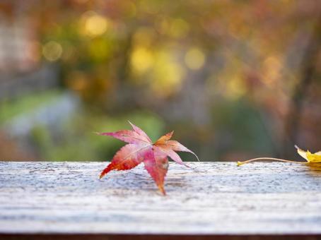 木の上に舞い落ちた紅葉の一葉 木の上に舞い落ちた紅葉の一葉の写真