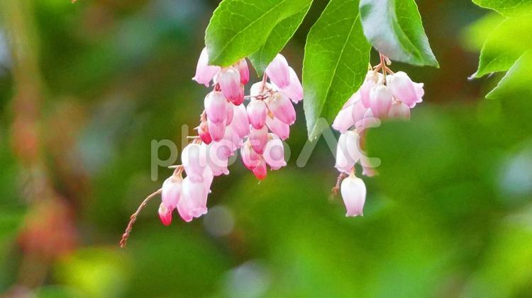 ガラスのような透明感のあるアセビ アセビ,ピンク,花の写真素材