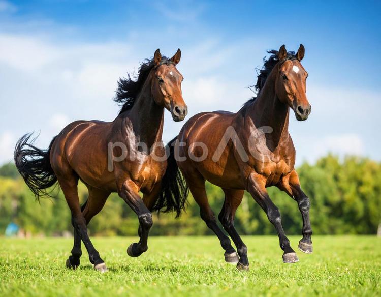 午年フォト・晴れた日の牧場と馬 午年,馬,牧場の写真素材