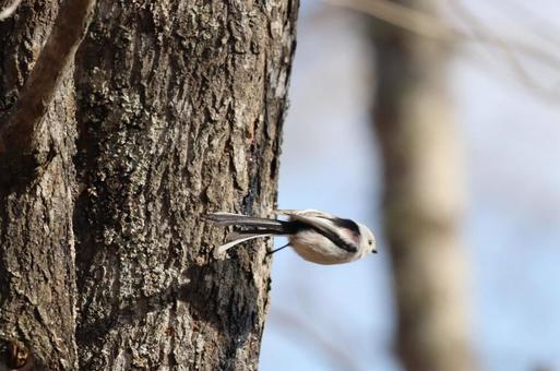 しまえなが しまえなが しまえなが,シマエナガ,野鳥の写真素材