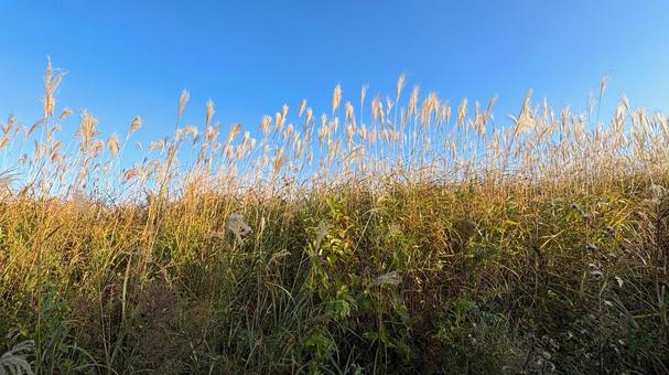 高原のススキの穂 すすき,ススキ,ススキの穂の写真素材