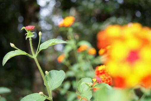 Lantana, orange, yellow, yellow, JPG