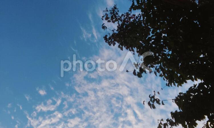 空と木と雲 空,自然,屋外での写真素材