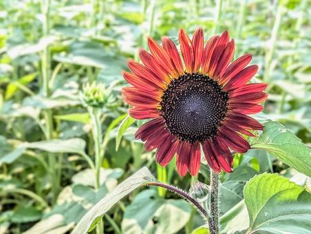太陽浴びる褐色のヒマワリ 太陽浴びる褐色のヒマワリ 植物,花,ひまわりの写真素材