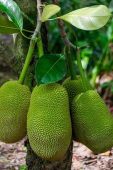 パラミツ（ジャックフルーツ）の実 ジャックフルーツ,果実,南国の写真素材