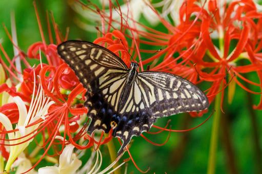 Red and white spider lilies and swallowtail butterflies, JPG Red and white spider lilies and swallowtail butterflies, JPG