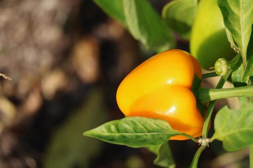 黄色いパプリカの栽培された畑 黄色い,パプリカ,栽培の写真素材