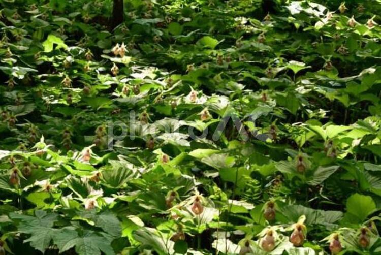 クマガイソウ 植物,花,花木の写真素材