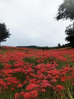社ヶ丘花園 彼岸花 長崎 琴海地区 社ヶ丘花園 彼岸花 長崎 琴海地区の写真