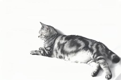 cat, JPG cat, JPG