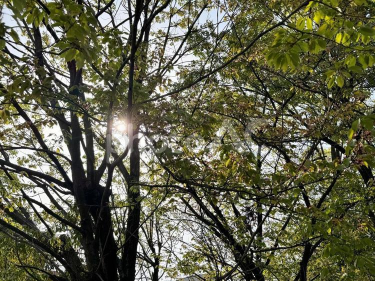 木漏れ日 木,春,自然の写真素材