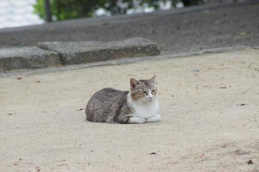 cat, JPG cat, JPG