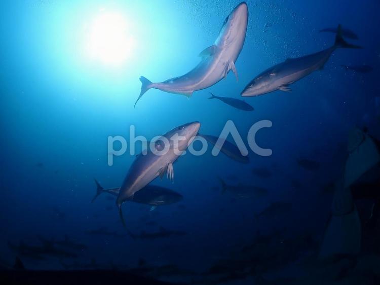 太陽と海の魚たち 魚,海,海中の写真素材