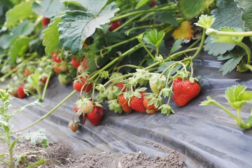 Photo, strawberry, strawberry picking, fruit picking, 