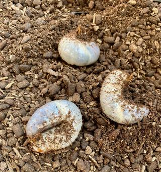 カブトムシの幼虫 カブトムシの幼虫の写真