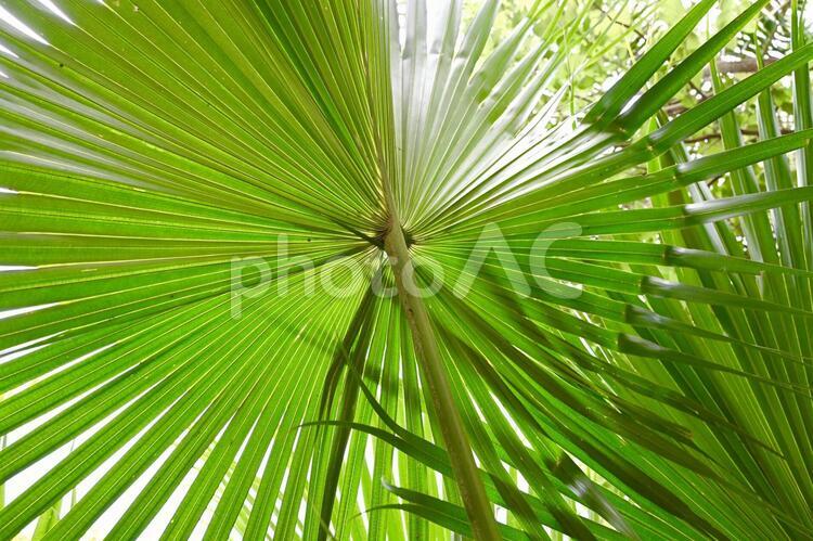 葉模様 葉,熱帯,緑の写真素材