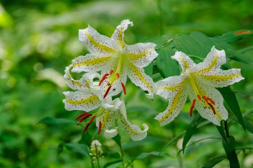 森のヤマユリ⒆ 森のヤマユリ⒆ 初夏,花,ユリの写真素材
