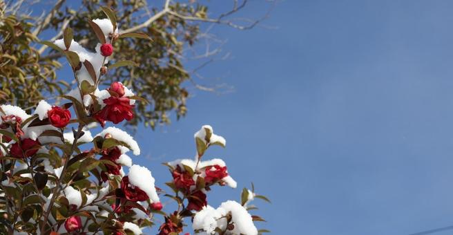 雪が積もった椿と青空 雪が積もった椿と青空の写真