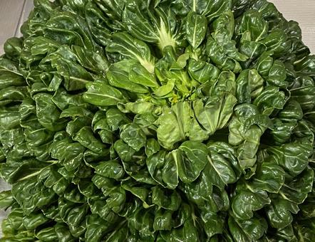 ターサイ ターサイ ターサイ,野菜,中国野菜の写真素材