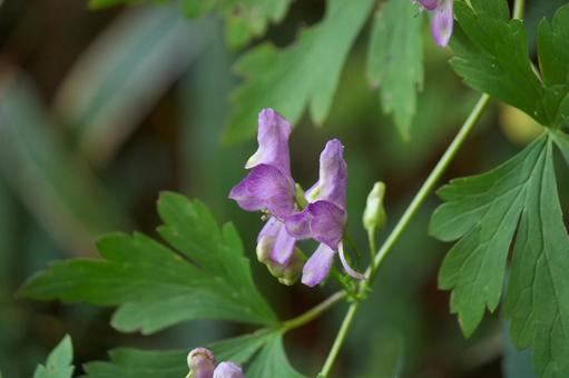 カワチブシ②の写真