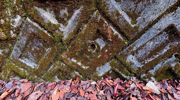 苔の生えた公園の水抜きと落ち葉 水はけ,落ち葉,水抜きの写真素材