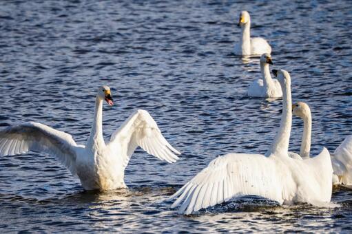 オオハクチョウ(81) 鳥,オオハクチョウ,ハクチョウの写真素材