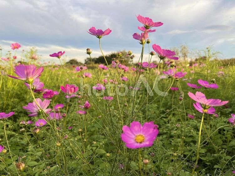 夕暮れのコスモス コスモス,秋桜,ピンクの写真素材