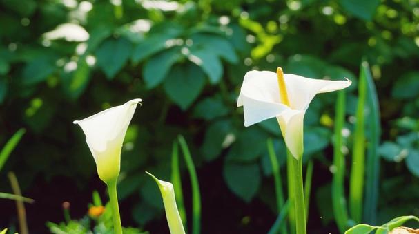 凛とした清涼感のあるカラーの花 凛とした清涼感のあるカラーの花の写真