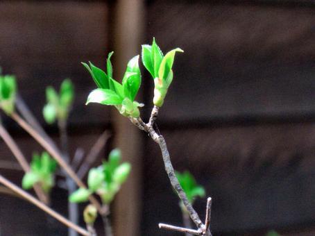 Photo, sprout, leaf buds, breath, 