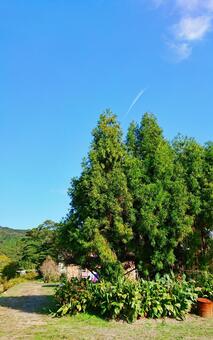 Blue sky and trees, natural, wood, landscape, JPG