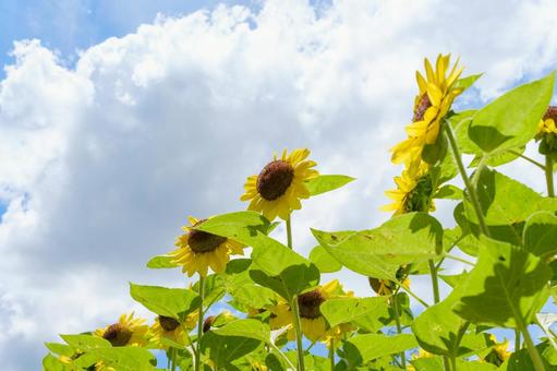 夏空に向かって咲くひまわり 夏空に向かって咲くひまわりの写真
