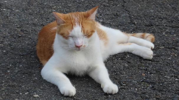 もふもふであざと可愛い茶白の眠り猫 もふもふであざと可愛い茶白の眠り猫 猫,茶白,眠り猫の写真素材