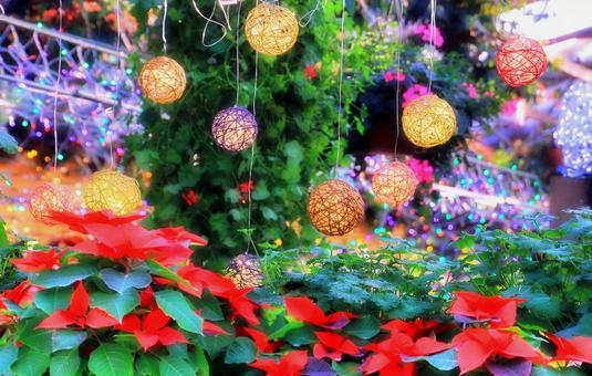 クリスマス飾り/松江フォーゲルパーク クリスマス飾り/松江フォーゲルパーク クリスマス飾り,花,植物の写真素材