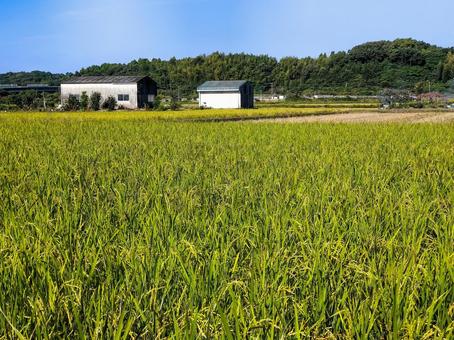 三重県鈴鹿市庄野町　稲穂の実る秋の稲田 稲田,稲穂,秋の写真素材