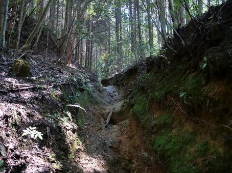 高野山　町石道の写真