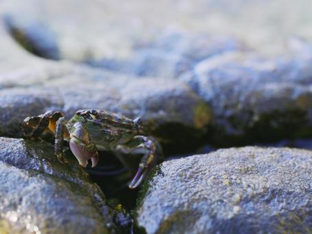 岩場を歩くカニ 岩場を歩くカニ カニ,甲殻類,生き物の写真素材
