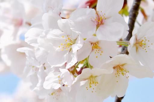 桜の花 桜の花の写真