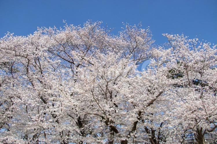 青空に映える桜 青空,桜,花の写真素材
