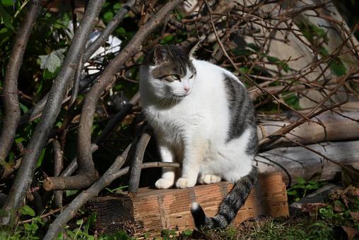 浄瑠璃寺のニャンズ　秋編 猫,動物,屋外の写真素材
