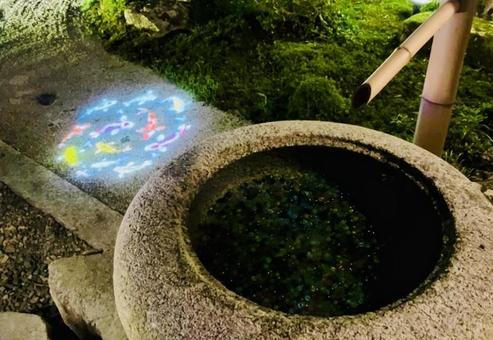 西教寺の手水鉢とライトアップの鯉 西教寺の手水鉢とライトアップの鯉の写真