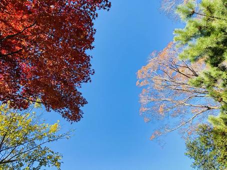 秋空 秋空 秋,四季,紅葉の写真素材