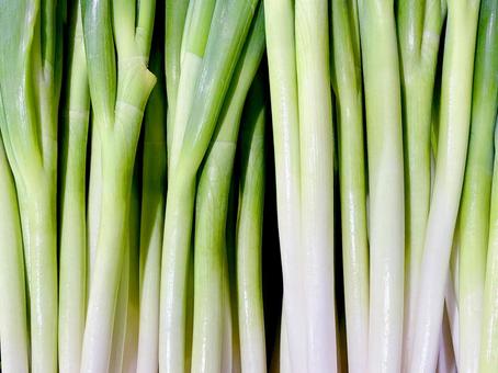 野菜・ネギ 野菜・ネギの写真