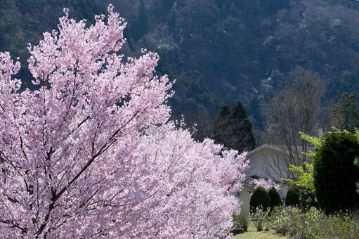 桜 桜の写真